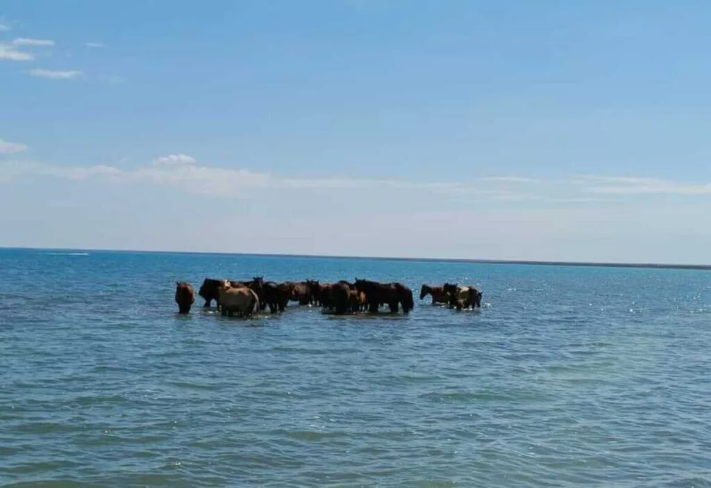 Табун лошадей в воде озера Балхаш, рядом с зоной отдыха для туристов
