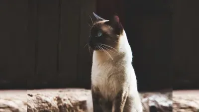 Спасатели освобождают кошку из оконной решетки в Талдыкоргане
