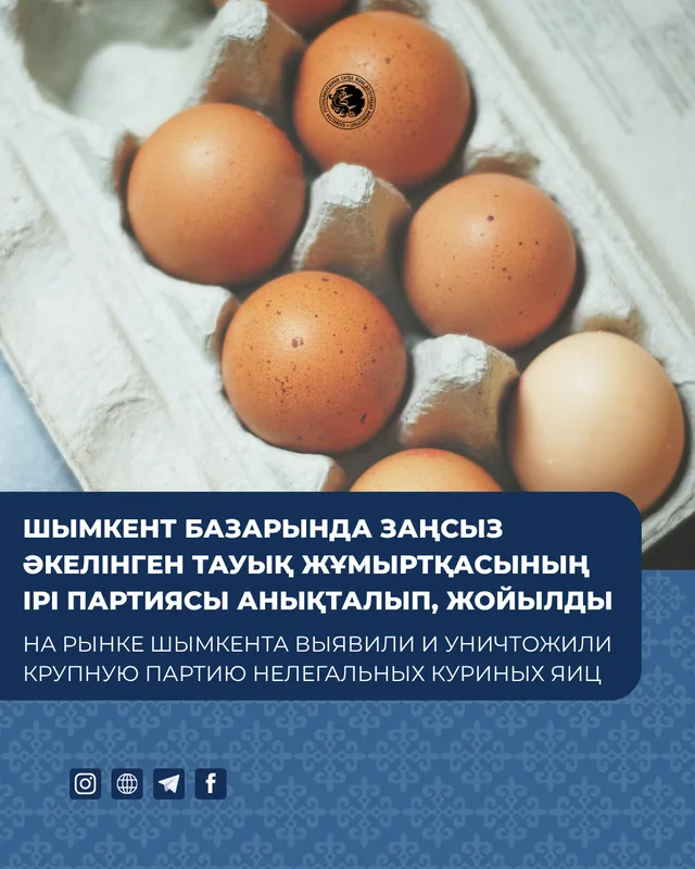 Крупная партия куриных яиц, упакованных в лотки, на прилавке рынка или складе в Шымкенте.