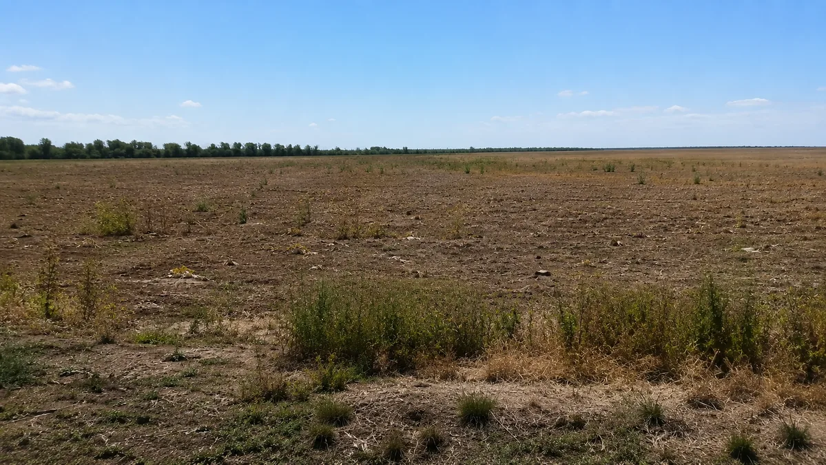 Панорама плодородных полей Коксуского района, возвращенных государству после выявления неиспользования.