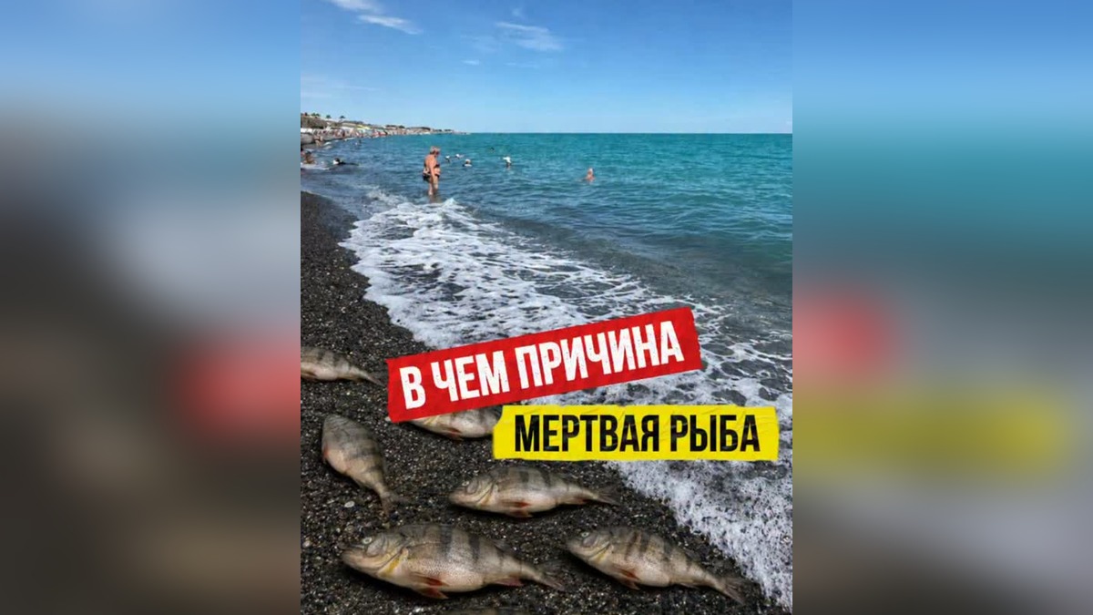 Массовая гибель рыбы произошла на озере Алаколь 15 августа