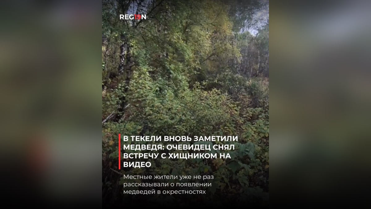Встреча с медведем в Жетісу: Владислав Шевцов заснял хищника под Текели