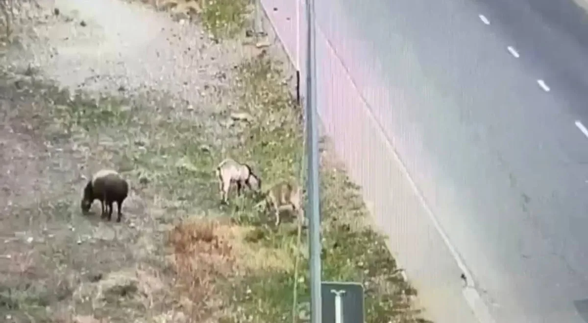 Камера видеонаблюдения на улице города, которая помогает полиции выявлять нарушения и предотвращать ДТП.