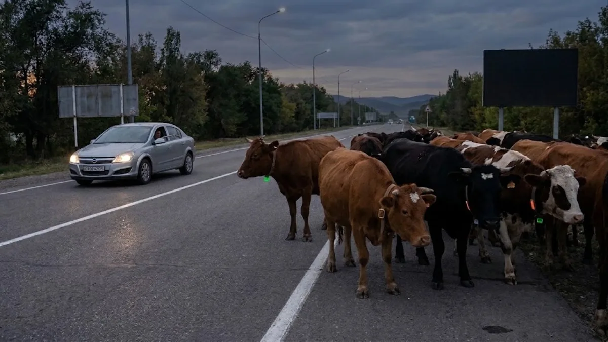 Бродячий скот на автодороге в области Жетісу, создающий опасность для водителей и пешеходов.