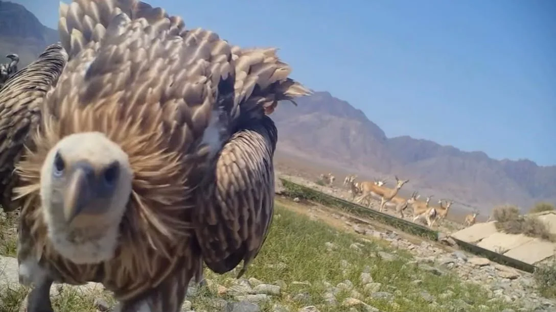 Редкий кумай изучает фотоловушку в национальном парке Алтын-Эмель области Жетісу, на заднем плане джейраны